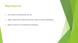 Reproducció
 . Els insectes es reprodueixen per ous.
 . Alguns neixen de la mateixa forma que tindran de adults (apterigots).
 .Alguns han de fer una metamorfosi (pterigots).
 