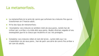 La metamorfosis.
 La metamorfosis és la serie de canvis que sufreixen les criatures fins que es
transformen en l’insecte adult.
 Hi ha dos tipus de metamorfosis:
 Incompleta: Les criatures se semblen molt als seus pares, només han de
créixer per a arribar a la mida dels seus pares. Muden diverses vegades el seu
exoesquelet,que és la closca que recobreix el cos i els protegeix.
 Completa: Les criatures reben el nom de larves , surten dels ous i no
s’assemblen res als seus pares , han de patir una sèrie de canvis fins arribar a
ser com els adults.
 