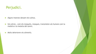 Perjudici.
 Alguns insectes danyen els cultius.
 Uns altres , com els mosquits, mosques, transmeten als humans com la
malària o la malatia del somni.
 Molts deterioren els aliments.
 