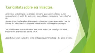 Curiositats sobre els insectes.
.Una mosca salta sempre a la direcció contraria quan volem golpejar-la. Les
mosques tenen el sentit del gust en les potes. Algunes mosques no viuen més d’un
dia.
.Només piquen les famelles dels mosquits; els varons només beuen aigüa i suc de
plantes. Els mosquits són capaços de moure les ales 1000 vegades per segon.
. La panerola és l’animal més rápid de 6 potes. Si fora del tamany d’un humà,
arribaria fins a la velocitat de 500 km/h.
. Les abelles tenen 5 ulls; tres petits en la part superior del cap i dos grans al front.
 