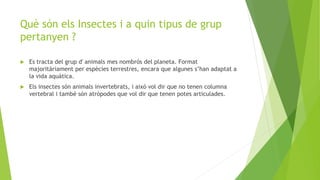 Què són els Insectes i a quin tipus de grup
pertanyen ?
 Es tracta del grup ď animals mes nombrós del planeta. Format
majoritàriament per espècies terrestres, encara que algunes s’han adaptat a
la vida aquàtica.
 Els insectes són animals invertebrats, i això vol dir que no tenen columna
vertebral i també són atròpodes que vol dir que tenen potes articulades.
 
