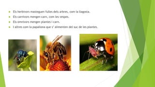  Els herbivors masteguen fulles dels arbres, com la llagosta.
 Els carnivors mengen carn, com les vespes.
 Els omnivors mengen plantes i carn.
 I altres com la papallona que s’ alimenten del suc de les plantes.
 