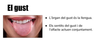 Treball laia dels 5 sentits | PPTX