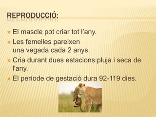 REPRODUCCIÓ:El mascle pot criar tot l’any.Les femelles pareixen una vegada cada 2 anys.Cria durant dues estacions:pluja i seca de l'any.El període de gestació dura 92-119 dies.