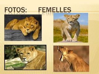 FOTOS:      FEMELLES