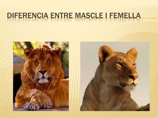 DIFERENCIA ENTRE MASCLE I FEMELLA