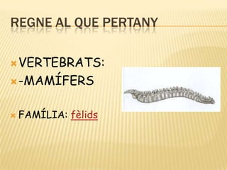 Regne al que pertanyVERTEBRATS:-MAMÍFERSFAMÍLIA: fèlids