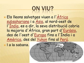 ON VIU?Elslleonssalvatgesviuen a l'Àfricasubsahariana i a Àsia, al nord-oest de l'Índia, es a dir, la seva distribució cobria la majoria d'Àfrica, gran part d'Euràsia, des de l'oest d'Europa fins a l'Índia i a Amèrica, des del Yukon fins al Perú.I a la sabana.