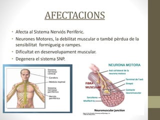 AFECTACIONS
• Afecta al Sistema Nerviós Perifèric.
• Neurones Motores, la debilitat muscular o també pèrdua de la
sensibilitat formigueig o rampes.
• Dificultat en desenvolupament muscular.
• Degenera el sistema SNP.
 