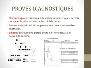 PROVES DIAGNÒSTIQUES
• Electromiografia: S’apliquen descarregues elèctriques, serveix
per saber la velocitat de conducció dels nervis.
• Antecedents: Mira si altres generacions tenien les mateixes
anomalies.
• Biòpsia: Extreure una porció petita del nervi situat a el
panxell de la cama.
 