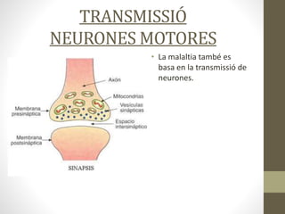 TRANSMISSIÓ
NEURONES MOTORES
• La malaltia també es
basa en la transmissió de
neurones.
 