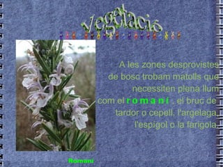 A les zones desprovistes de bosc trobam matolls que necessiten plena llum com el  romaní  , el bruc de  tardor o cepell, l'argelaga, l'espígol o la farigola. Romaní Vegetació 