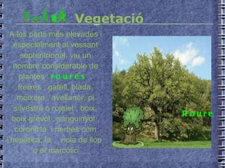 Vegetació Roure A les parts més elevades i especialment al vessant septentrional, viu un nombre considerable de plantes :  roures  , freixes , gatell, blada, moixera , avellaner, pi silvestre o rojalet , boix, boix grèvol , sanguinyol , coronil·la  i herbes com l'hepàtica, la  viola de llop  o el marcòlic 