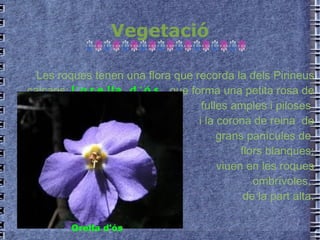 Vegetació Les roques tenen una flora que recorda la dels Pirineus calcaris:  l'orella d'ós   que forma una petita rosa de fulles amples i piloses  i la corona de reina  de grans panícules de  flors blanques; viuen en les roques ombrívoles,  de la part alta. Orella d'ós 