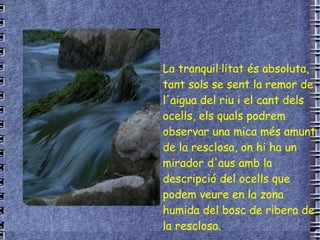 La tranquil·litat és absoluta, tant sols se sent la remor de l'aigua del riu i el cant dels ocells, els quals podrem observar una mica més amunt de la resclosa, on hi ha un mirador d'aus amb la   descripció del ocells que podem veure en la zona humida del bosc de ribera de la resclosa. a. 