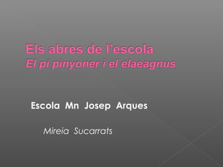 Escola Mn Josep Arques
Mireia Sucarrats
 