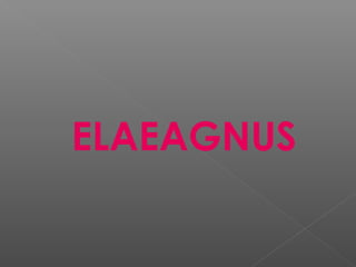 ELAEAGNUS
 
