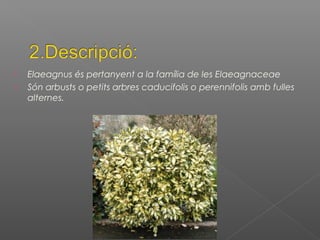  Elaeagnus és pertanyent a la família de les Elaeagnaceae
 Són arbusts o petits arbres caducifolis o perennifolis amb fulles
alternes.
 