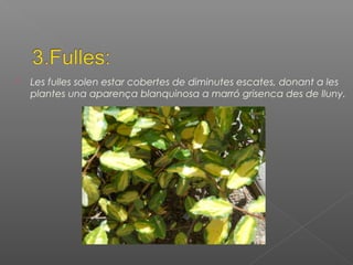  Les fulles solen estar cobertes de diminutes escates, donant a les
plantes una aparença blanquinosa a marró grisenca des de lluny.
 
