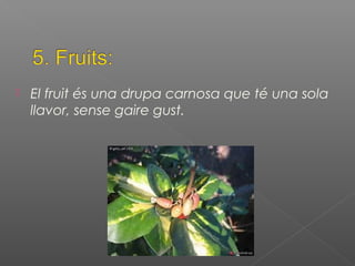  El fruit és una drupa carnosa que té una sola
llavor, sense gaire gust.
 