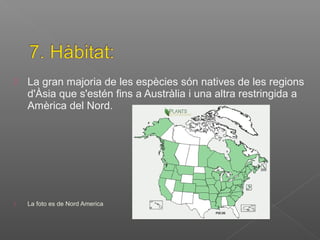  La gran majoria de les espècies són natives de les regions
d'Àsia que s'estén fins a Austràlia i una altra restringida a
Amèrica del Nord.
 La foto es de Nord America
 
