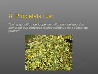  Té altes quantitats de licopè, un antioxidant del qual s'ha
demostrat que disminueix la probabilitat de patir càncer de
próstata.
 