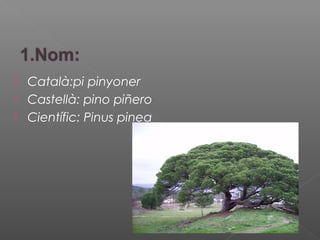  Català:pi pinyoner
 Castellà: pino piñero
 Científic: Pinus pinea
 