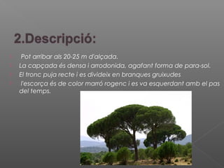  Pot arribar als 20-25 m d'alçada.
 La capçada és densa i arrodonida, agafant forma de para-sol.
 El tronc puja recte i es divideix en branques gruixudes
 l'escorça és de color marró rogenc i es va esquerdant amb el pas
del temps.
 