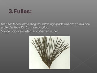 Les fulles tenen forma d'agulla, estan agrupades de dos en dos, són
gruixudes i fan 10-15 cm de longitud.
Són de color verd intens i acaben en punxa.
 