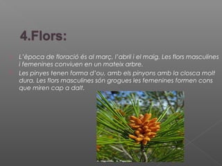  L’època de floració és al març, l’abril i el maig. Les flors masculines
i femenines conviuen en un mateix arbre.
 Les pinyes tenen forma d’ou, amb els pinyons amb la closca molt
dura. Les flors masculines són grogues les femenines formen cons
que miren cap a dalt.
 