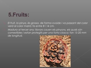  El fruit, la pinya, és grossa, de forma ovoide i va passant del color
verd al color marró; fa entre 8 i 14 cm.
 Madura al tercer any; llavors cauen els pinyons, els quals són
comestibles i estan protegits per una forta closca; fan 15-20 mm
de longitud.
 