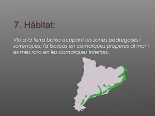  Viu a la terra baixa ocupant les zones pedregoses i
sorrenques; fa boscos en comarques properes al mar i
és més raro en les comarques interiors.
 