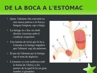    
DE LA BOCA A L'ESTÓMAC
● Quan  l'aliment s'ha convertit en 
una massa pattosa a la boca,a 
llengua l'empeny cap a fariga
● La faringe és e lloc on eltub 
diestiiu s'encreua amb el 
conducte resperitori
● Una lamina de teixit que hi ha a 
l'entrada a la laringe impideix 
que l'aliment vagi als pulmons.
● El pas de l'aliment per la faringe 
rep el nom de deglucio.
● L'estomac es com uanbossa amb 
la forma de l lletra j a les 
paretes de la qual hi ha un gran 
nombre d glandules 
 