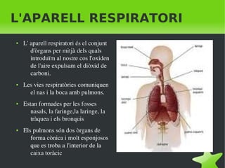    
L'APARELL RESPIRATORI
● L' aparell respiratori és el conjunt 
d'òrgans per mitjà dels quals 
introduïm al nostre cos l'oxiden 
de l'aire expulsam el diòxid de 
carboni.
● Les vies respiratòries comuniquen 
el nas i la boca amb pulmons.
● Estan formades per les fosses 
nasals, la faringe,la laringe, la 
tràquea i els bronquis
● Els pulmons són dos òrgans de 
forma cònica i molt esponjosos 
que es troba a l'interior de la 
caixa toràcic
 
