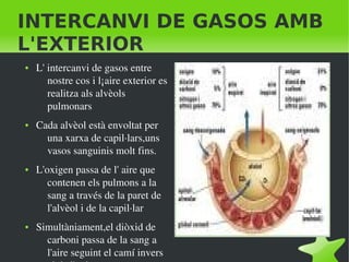    
INTERCANVI DE GASOS AMB
L'EXTERIOR
● L' intercanvi de gasos entre 
nostre cos i l¡aire exterior es 
realitza als alvèols 
pulmonars
● Cada alvèol està envoltat per 
una xarxa de capil∙lars,uns 
vasos sanguinis molt fins.
● L'oxigen passa de l' aire que 
contenen els pulmons a la 
sang a través de la paret de 
l'alvèol i de la capil∙lar
● Simultàniament,el diòxid de 
carboni passa de la sang a 
l'aire seguint el camí invers 
 