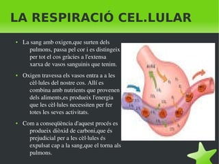    
LA RESPIRACIÓ CEL.LULAR
● La sang amb oxigen,que surten dels 
pulmons, passa pel cor i es distingeix 
per tot el cos gràcies a l'extensa 
xarxa de vasos sanguinis que tenim.
● Oxigen travessa els vasos entra a a les 
cèl∙lules del nostre cos. Allí es 
combina amb nutrients que provenen 
dels aliments,es produeix l'energia 
que les cèl∙lules necessiten per fer 
totes les seves activitats.
● Com a conseqüència d'aquest procés es 
produeix diòxid de carboni,que és 
prejudicial per a les cèl∙lules és 
expulsat cap a la sang,que el torna als 
pulmons.
 