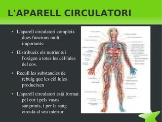    
L'APARELL CIRCULATORI
● L'aparell circulatori compleix 
dues funcions molt 
importants:
● Distribueix els nutrients i 
l'oxigen a totes les cèl∙lules 
del cos.
● Recull les substancies de 
rebuig que les cèl∙lules 
produeixen
● L'aparell circulatori està format 
pel cor i pels vasos 
sanguinis, i per la sang 
circula al seu interior.
 