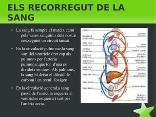    
ELS RECORREGUT DE LA
SANG
● La sang fa sempre el mateix camí 
pels vasos sanguinis dels nostre 
cos,seguint un circuit tancat.
● En la circulació pulmonar,la sang 
surt del ventricle dret cap als 
pulmons per l'artèria 
pulmonar,que tot  d'una es 
divideix en dues. Als pulmons, 
la sang hi deixa el diòxid de 
carboni i en recull l'oxigen
● En la circulació general,a sang 
passa de l'aurícula esquerra al 
ventricles esquerra i surt per 
l'artèria aorta. 
 