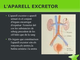    
L'APARELL EXCRETOR
● L'aparell excretor o aparell 
urinari és el conjunt 
d'òrgans encarregat 
d'expulsar  l'exterior del 
cos les substancies de 
rebuig precedent de les 
cèl∙lules que du la sang
● Els òrgans que constitueixen 
l'aparell excretor són els 
ronyons,els uretres,la 
bufeta urinària i la uretra
 