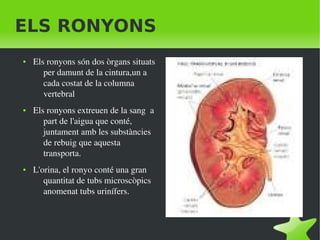    
ELS RONYONS
● Els ronyons són dos òrgans situats 
per damunt de la cintura,un a 
cada costat de la columna 
vertebral
● Els ronyons extreuen de la sang  a 
part de l'aigua que conté, 
juntament amb les substàncies 
de rebuig que aquesta 
transporta.
● L'orina, el ronyo conté una gran 
quantitat de tubs microscòpics 
anomenat tubs urinífers.
 