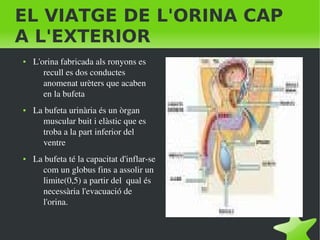    
EL VIATGE DE L'ORINA CAP
A L'EXTERIOR
● L'orina fabricada als ronyons es 
recull es dos conductes 
anomenat urèters que acaben 
en la bufeta
● La bufeta urinària és un òrgan 
muscular buit i elàstic que es 
troba a la part inferior del 
ventre
● La bufeta té la capacitat d'inflar­se 
com un globus fins a assolir un 
limite(0,5) a partir del  qual és 
necessària l'evacuació de 
l'orina.
 