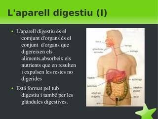    
L'aparell digestiu (I)
● L'aparell digestiu és el 
comjunt d'organs és el 
conjunt  d'organs que 
digereixen els 
aliments,absorbeix els 
nutrients que en resulten 
i expulsen les restes no 
digerides
● Está format pel tub 
digestiu i també per les 
glándules digestives.
 