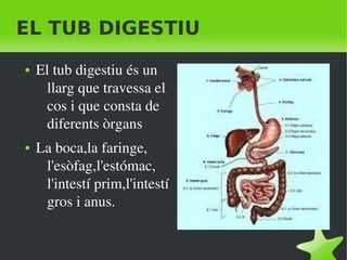   
EL TUB DIGESTIU
● El tub digestiu és un 
llarg que travessa el 
cos i que consta de 
diferents òrgans
● La boca,la faringe, 
l'esòfag,l'estómac, 
l'intestí prim,l'intestí 
gros i anus.
 