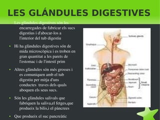    
LES GLÁNDULES DIGESTIVES
● Les glàndules digestives són les 
encarregades de fabricar els sucs 
digestius i d'abocar­los a 
l'interior del tub digestiu
● Hi ha glàndules digestives són de 
mida microscòpica i es troben en 
gran quantitat a les parets de 
l'estomac i de l'intestí prim
● Altres glàndules són més grosses i 
es comuniquen amb el tub 
digestiu per mitja d'uns 
conductes  traves dels quals 
aboquen els seus sucs.
● Són les glàndules salivals que 
fabriquen la saliva,el fetges,que 
produeix la bilis,i el pàncrees 
● Que produeix el suc pancreàtic
 