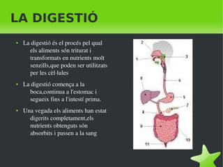    
LA DIGESTIÓ
● La digestió és el procés pel qual 
els aliments són triturat i 
transformats en nutrients molt 
senzills,que poden ser utilitzats 
per les cèl∙lules
● La digestió comença a la 
boca,continua a l'estomac i 
segueix fins a l'intestí prima.
● Una vegada els aliments han estat 
digerits completament,els 
nutrients obtenguts són 
absorbits i passen a la sang
 