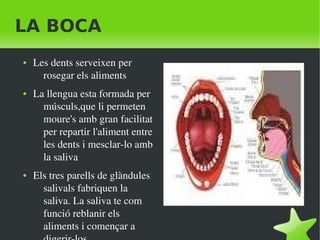   
LA BOCA
● Les dents serveixen per 
rosegar els aliments
● La llengua esta formada per 
músculs,que li permeten 
moure's amb gran facilitat 
per repartir l'aliment entre 
les dents i mesclar­lo amb 
la saliva
● Els tres parells de glàndules 
salivals fabriquen la 
saliva. La saliva te com 
funció reblanir els 
aliments i començar a 
 