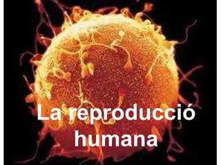 La reproducció
    humana
 
