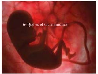 6- Què es el sac amniòtic?
 