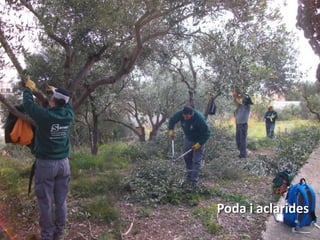 Poda i aclarides
 