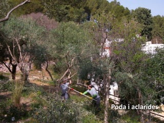 Poda i aclarides
 